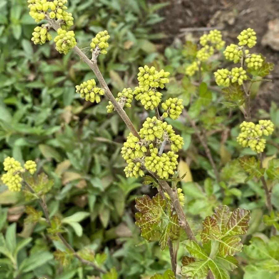 Rhus aromatica Gro-Low