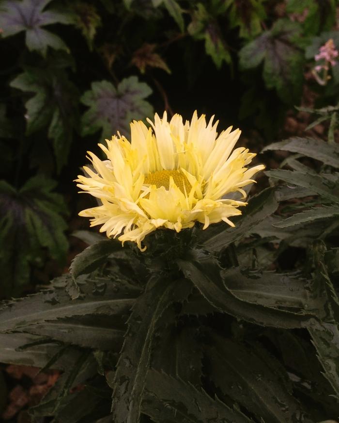Leucanthemum x superbum Goldfinch
