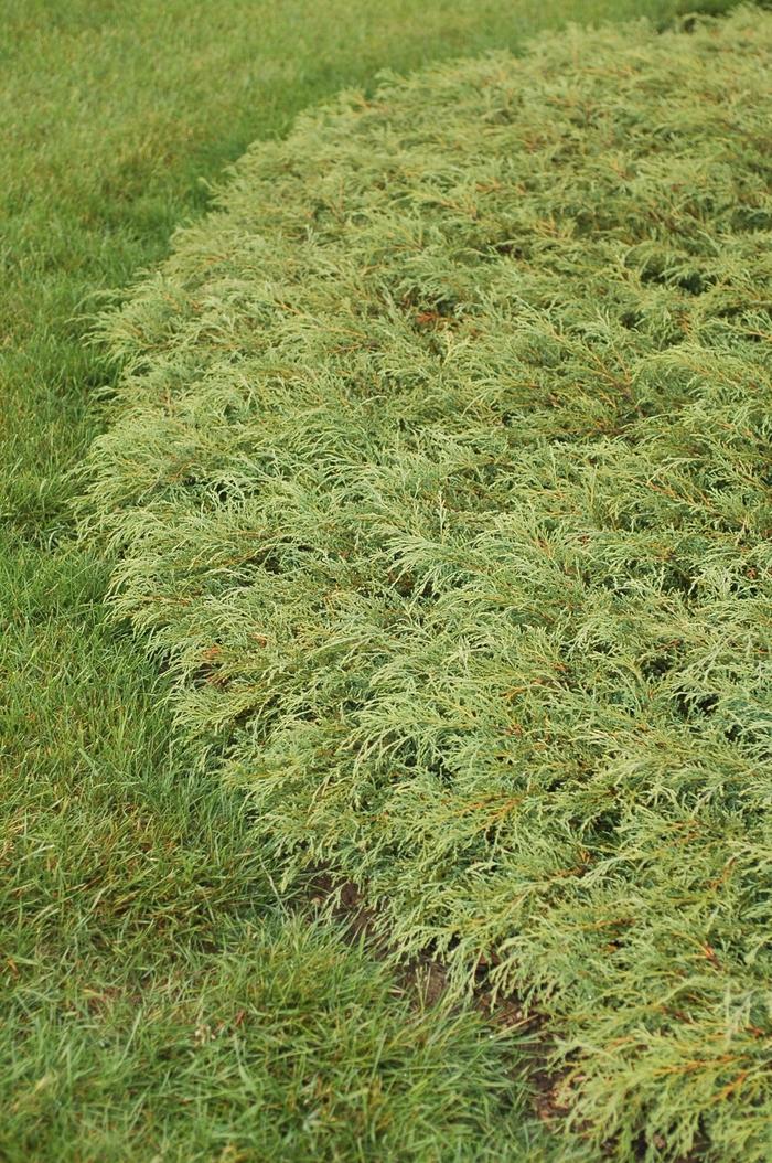 Microbiota decussata (Tree Form)