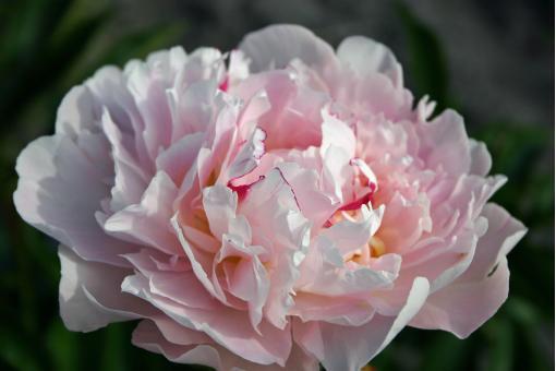 Paeonia lacttiflora Madame Jules Dessert