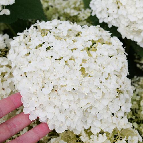 Hydrangea arborescens Invincibelle Wee White® 2.0