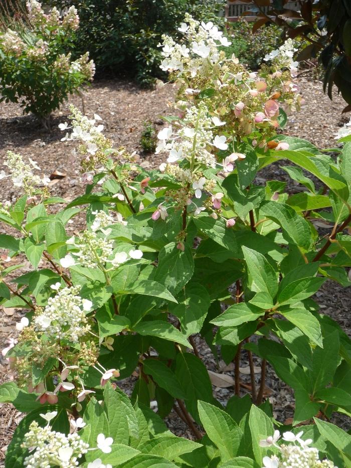 Hydrangea paniculata Pinky Winky® PP16166 (Tree Form)