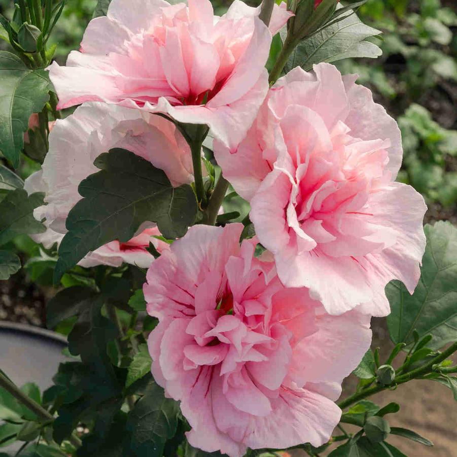 Hibiscus syriacus Pink Chiffon® PP24336 (Tree Form)