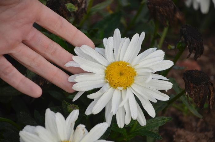 Leucanthemum x superbum Spoonful of Sugar