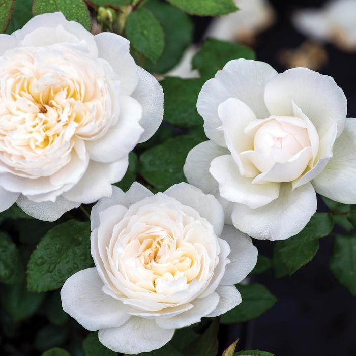 Rosa Floribunda Bolero™