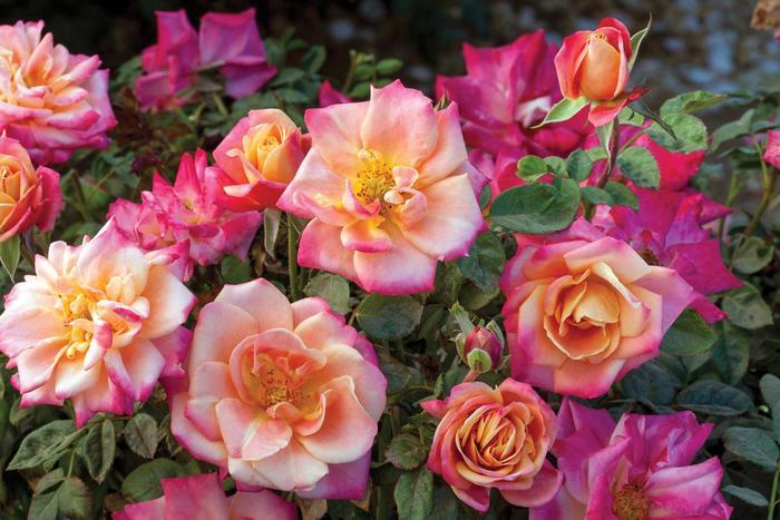 Rosa Floribunda Polynesian Punch™ PP28073