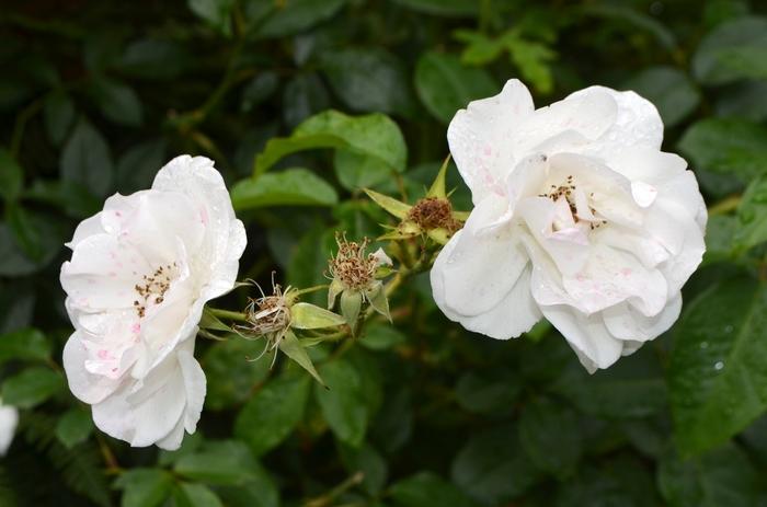 Rosa Floribunda Iceberg