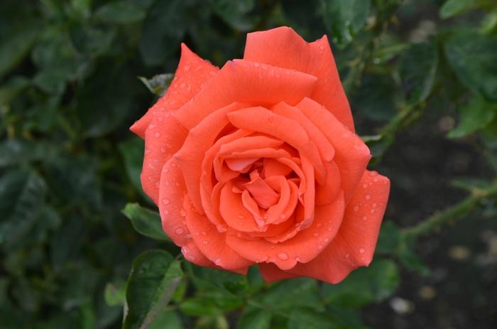 Rosa Hybrid Tea Tropicana