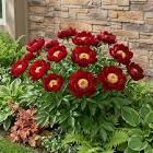 Paeonia lacttiflora Buckeye Belle