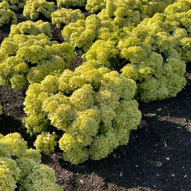 Hydrangea paniculata Bubble Bath™ PP37039