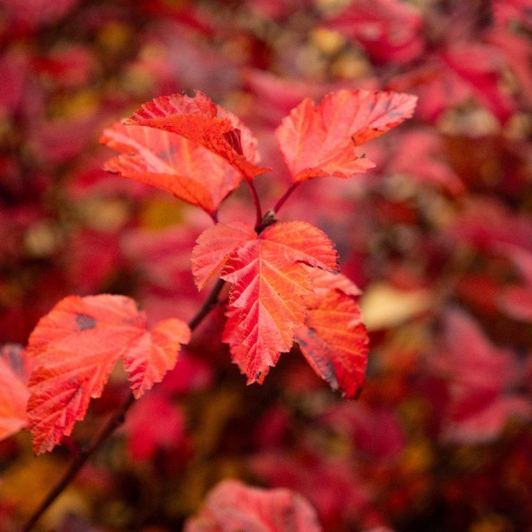 Physocarpus opulifolius Savannah Sunset™ PP34993