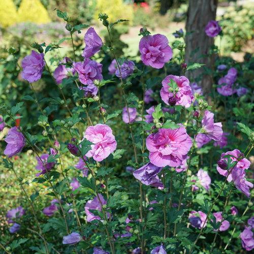 Hibiscus syriacus Dark Lavender Chiffon® PP33568