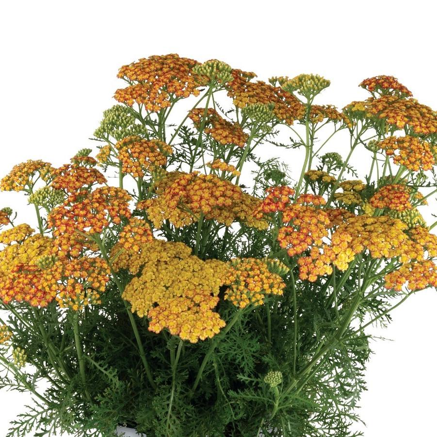 Achillea millefolium Sea Breeze™ Salmon