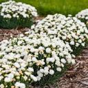 Dianthus Fruit Punch® Fruit Punch® Whipped Cream