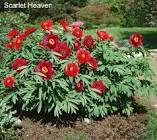 Paeonia Scarlet Heaven