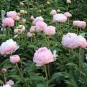Paeonia lacttiflora Mrs. Franklin D. Roosevelt