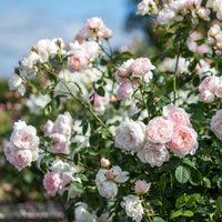Rose David Austin Gentle Hermione™ PP17500