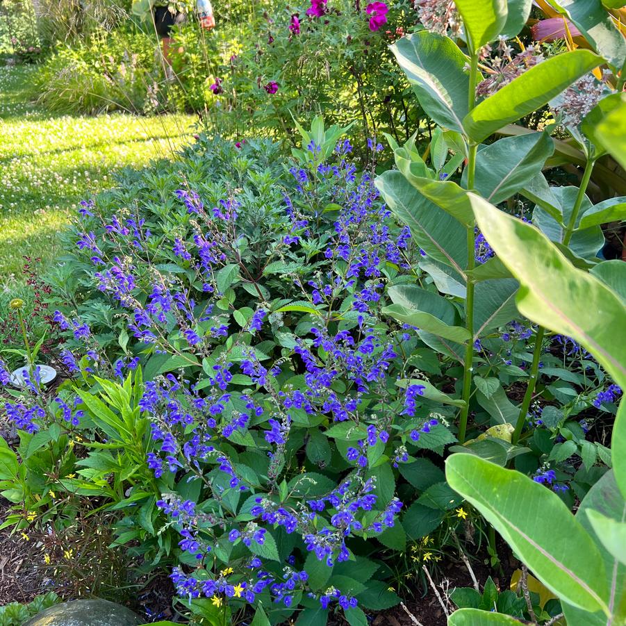 Scutellaria Bumblebee Blues PPAF