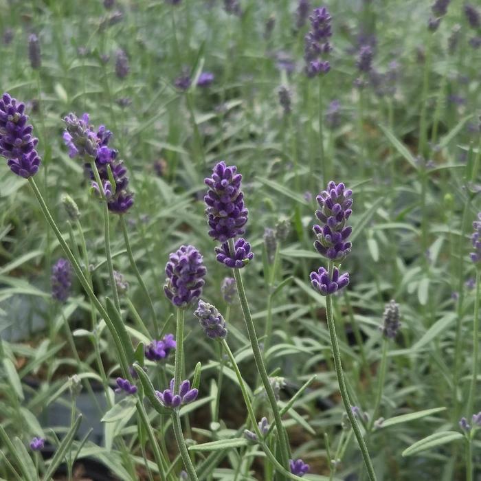 Lavandula Summer Serenade