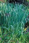 Panicum virgatum Dallas Blues PP11202