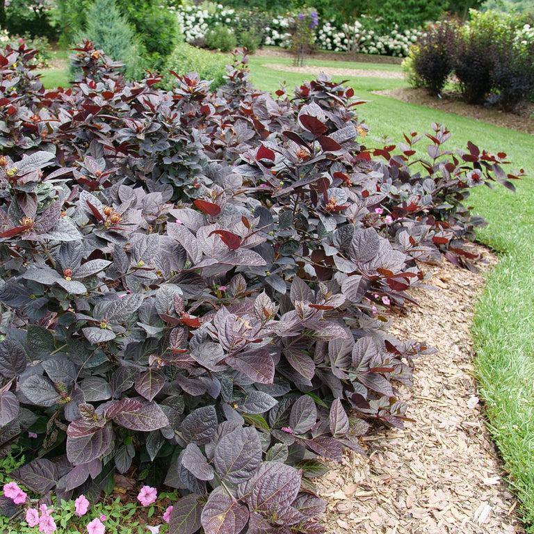 Calycanthus floridus Red Zeppelin® PP37242