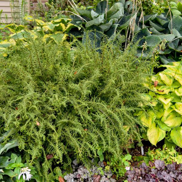 Athyrium filix-femina Victoriae