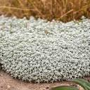 Cerastium Cloud Cover