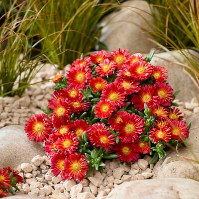 Delosperma Next Level Red PPAF