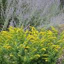 Solidago Golden Fleece