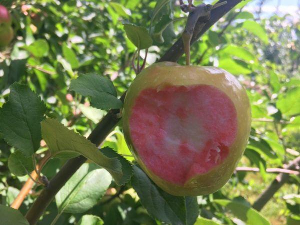 Apple Semi-Dwarf Pink Pearl
