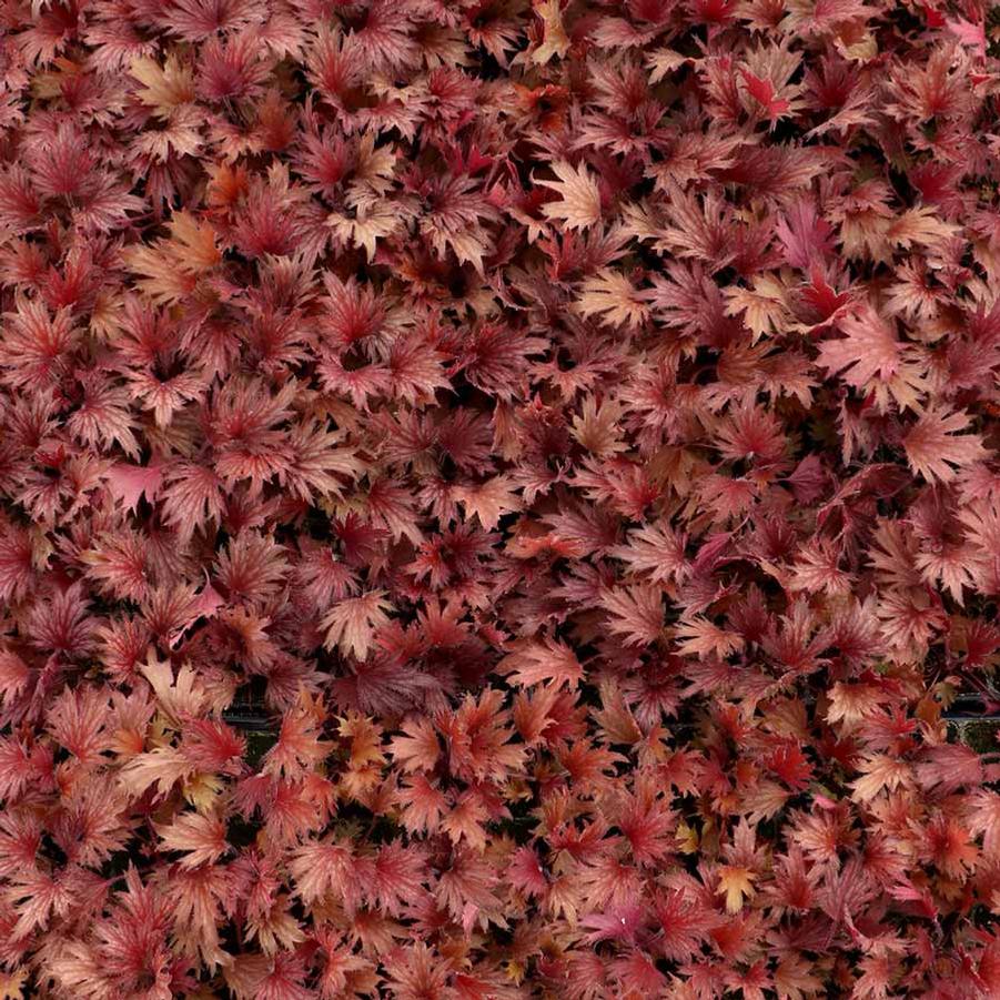 Heuchera FYRE WING™ Hematite