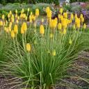 Kniphofia Rise and Shine&trade; Rise & Shine™ Citrus Sunrise PPAF