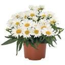 Leucanthemum Sweet Daisy Sweet Daisy® Christine