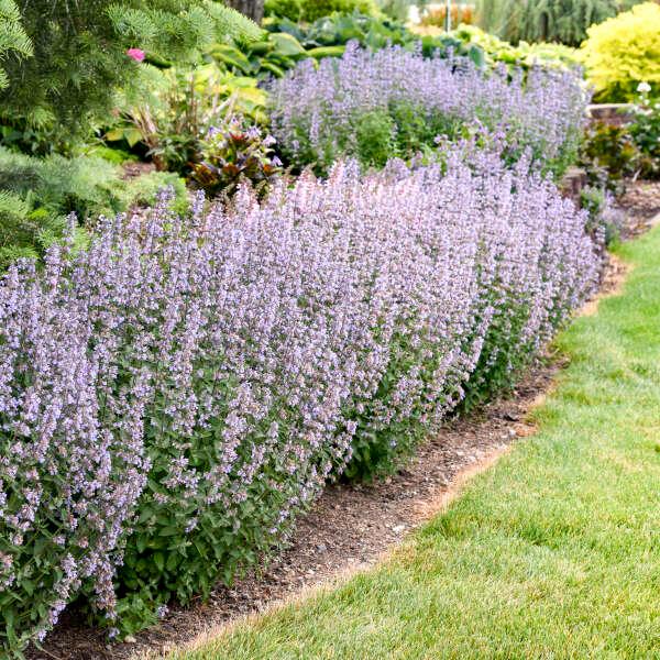 Nepeta x faassenii Tall Tails PPAF