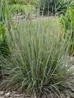 Schizachyrium scoparium Cinnamon Sticks PPAF