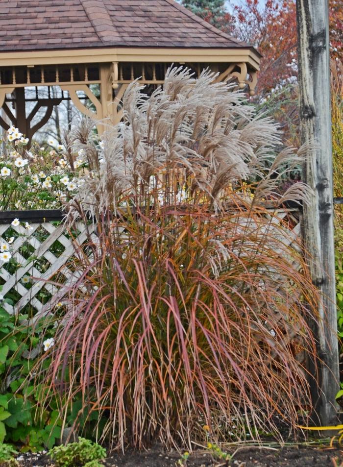 Miscanthus sinensis Oktoberfest