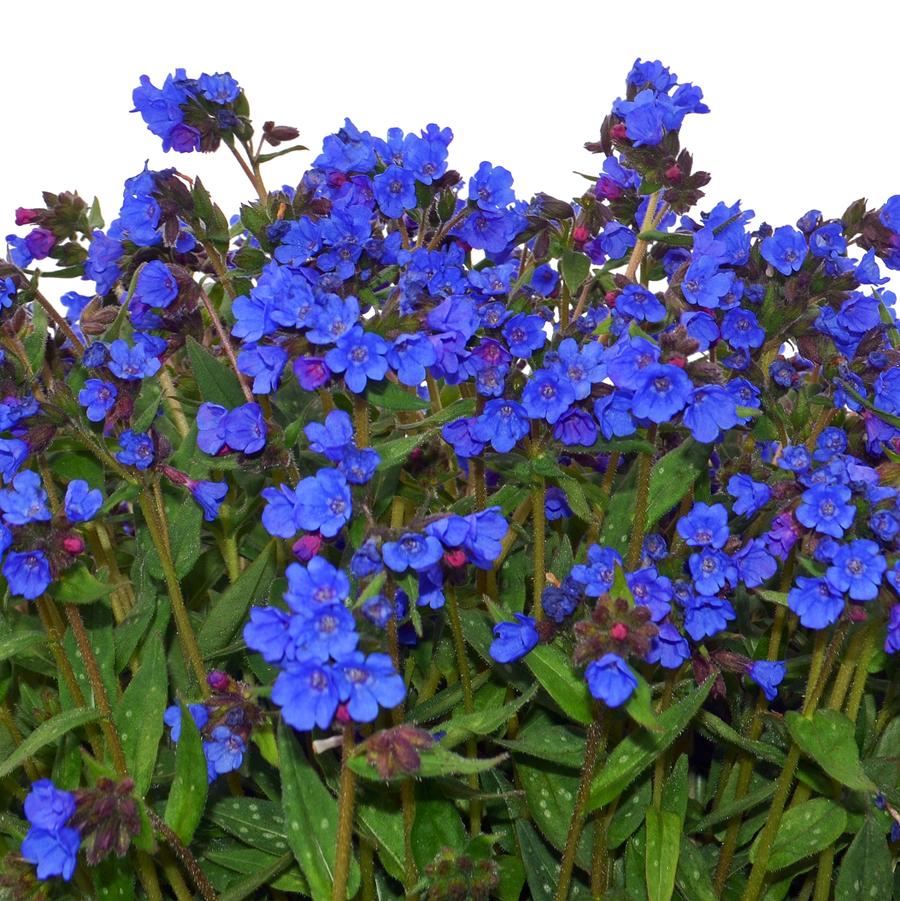 Pulmonaria Nova&reg; Nova® Cobalt