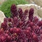 Sedum Tight & Tidy® Red Angelina