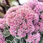 Sedum telephium La Vie en Rose