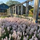 Tiarella Raspberry Sundae PPAF