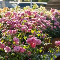 Rose David Austin Penelope Lively