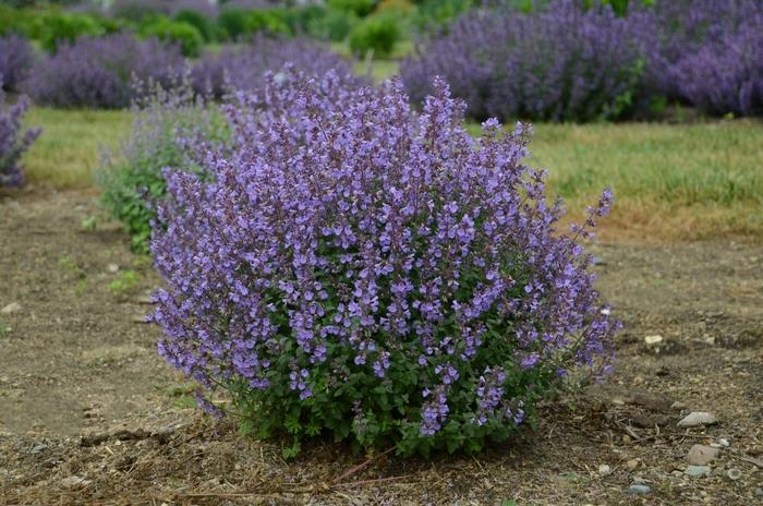 Nepeta x faassenii Kitten Around
