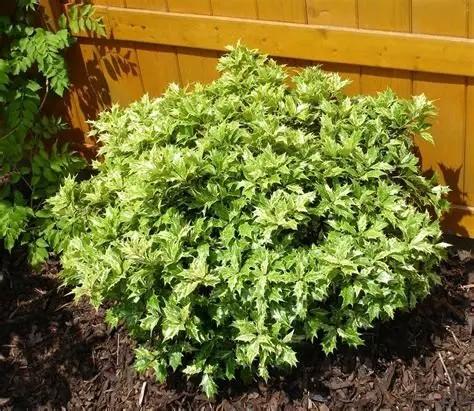 Osmanthus heterophyllus Goshiki