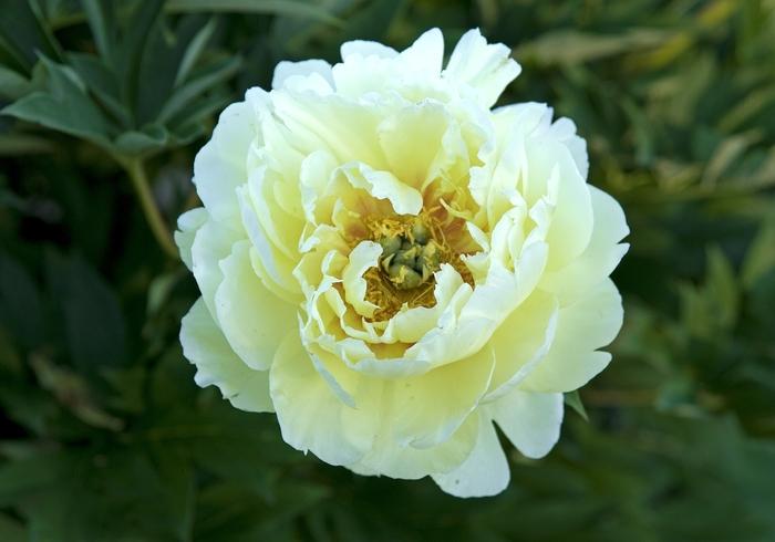 Paeonia Bartzella