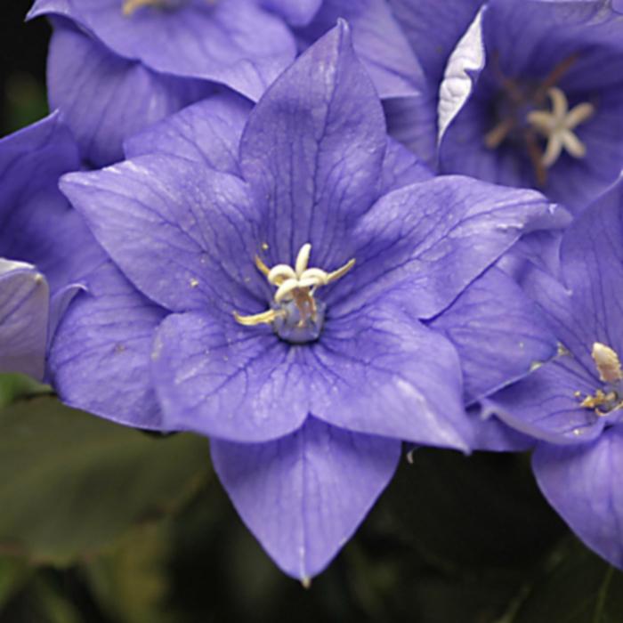 Platycodon grandiflorus Double Blue