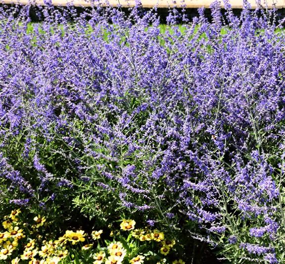 Perovskia atriplicifolia Crazy Blue