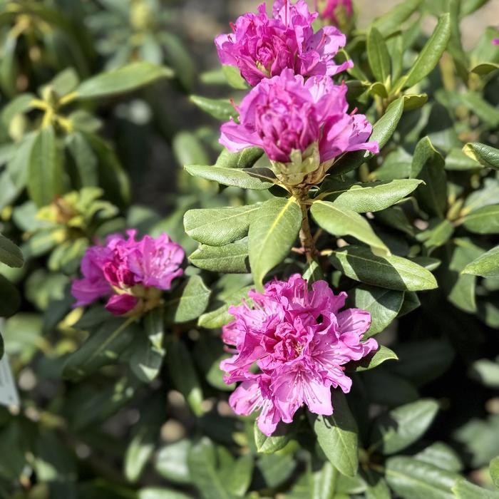 Rhododendron catawbiense Roseum Elegans