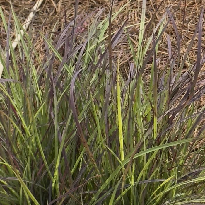 Schizachyrium scoparium Twilight Zone