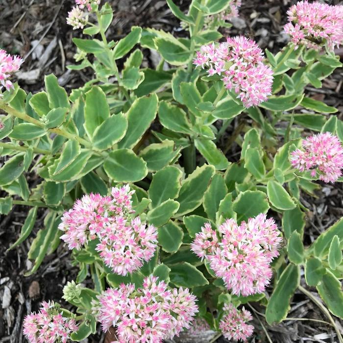 Sedum Frosted Fire