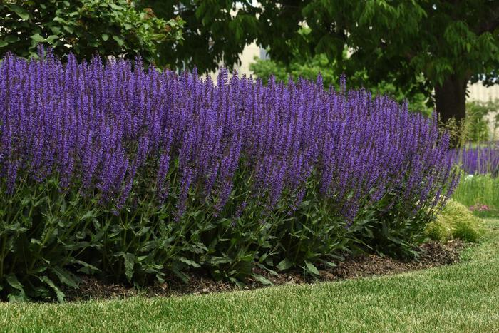 Salvia nemorosa Blue By You